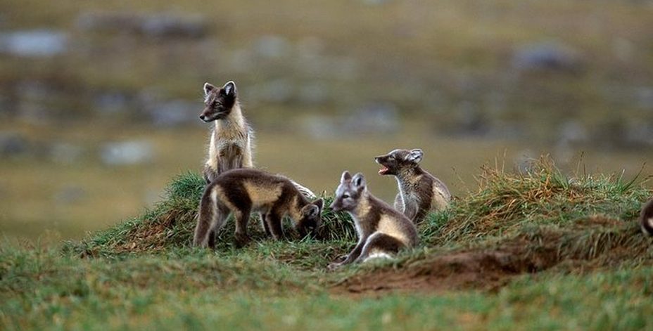 Bild på djur på fjället