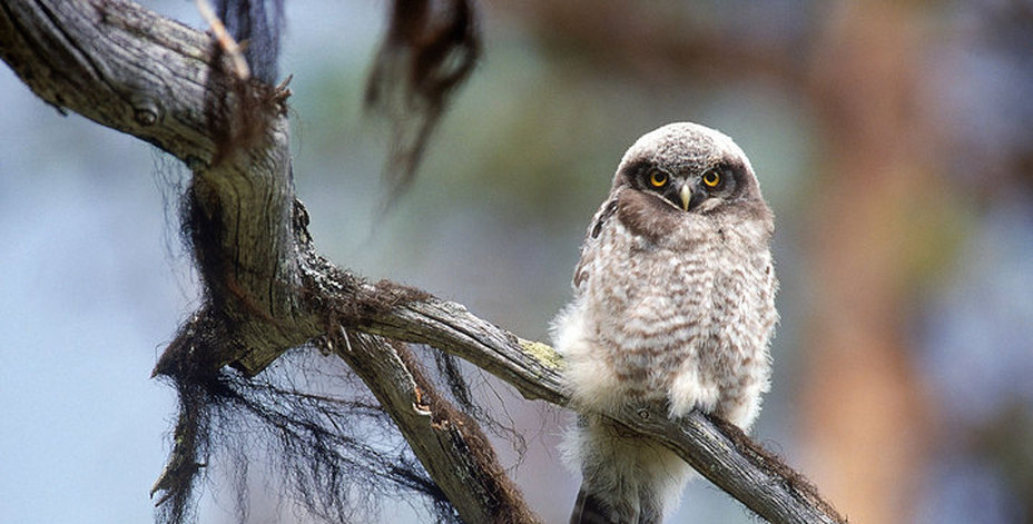 Bild på en uggla
