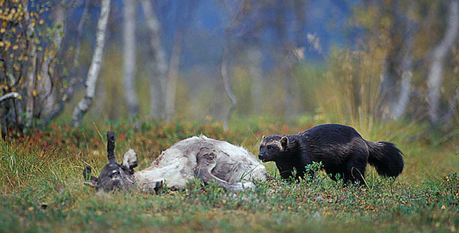 Bild på järv och en dödad ren