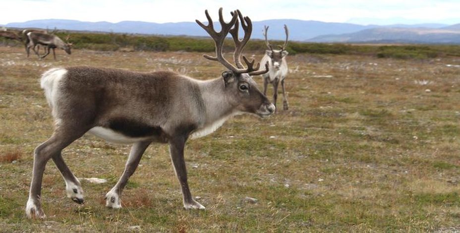 Bild på renar