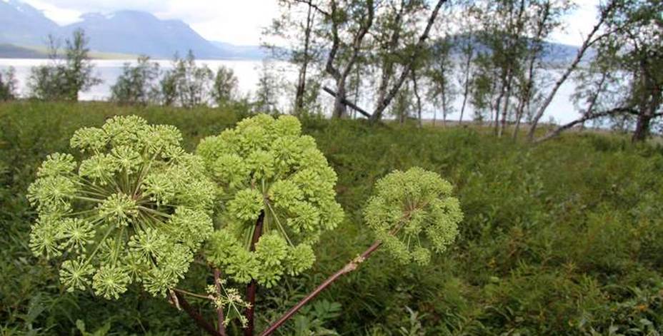 Bild på Fjällkvanne