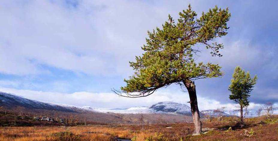 Bild på naturlandskap